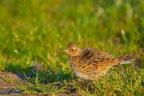 Skylark, Eurasian Sky Lark, Eurasian Skylark, Alauda arvensis, Alouette des champs, Alondra Com?n,