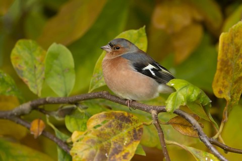 Eurasian chaffinch (Fringilla coelebs) adult male garden bird in a Magnolia tree with autumn colour