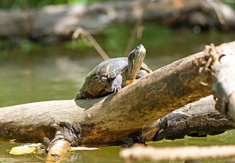 Water turtle (Testudinata) on a log in the Mahaweli River, Kandy, Central Province, Sri Lanka