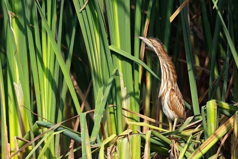 Little Bittern (Ixobrychus minutus) juvenile, Saxony-Anhalt, Germany