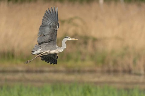Grey heron (Ardea cinerea) in flight. Lower Rhine, Alsace, France