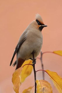 Bohemian Waxwing (Bombycilla garrulus), Amstelveen, Netherlands