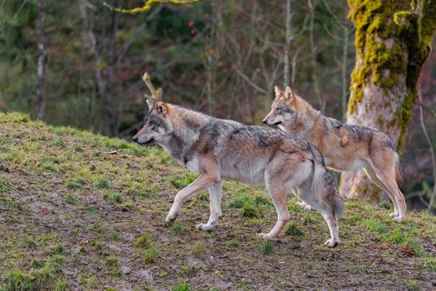 Two grey wolves (Canis lupus lupus), an adult female and a male, stand on a sloping meadow on a