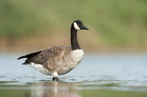 Canada Goose (Branta canadensis), British Columbia, Canada