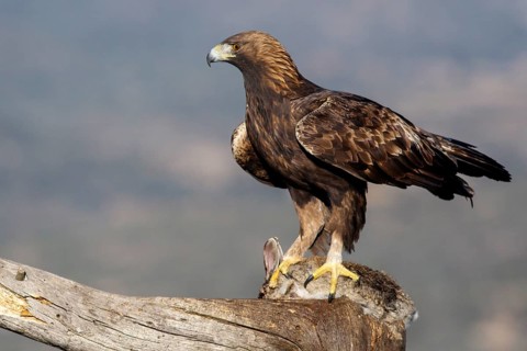 Golden Eagle (Aquila chrysaetos) male eating a rabbit, Castile and Leon, Spain