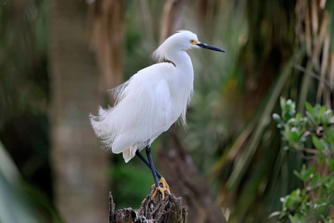 Great Egret (Egretta thula), adult, in breeding plumage, during breeding season, perch, St.
