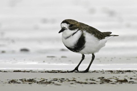 Two-banded Plover (Charadrius falklandicus), Falkland Islands