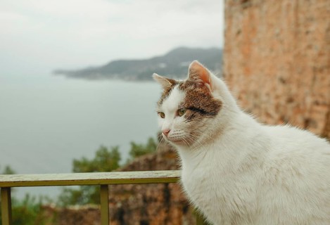 A Turkish street cat roams in the rain near Alanya Castle in Alanya, Turkey. The scene captures a