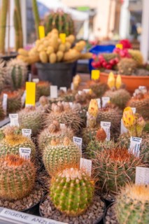Varied cacti with labels on a sales stand, Garten und Keramika Nagold, district of Calw, Germany