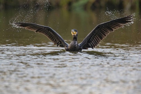 Cormorant (Phalacrocorax carbo) in the water Germany