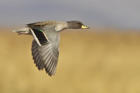 Speckled Teal (Anas flavirostris) in flight in Bolivia, South America