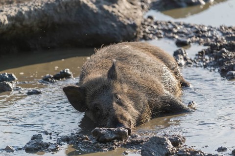 One wild boar or wild pig (Sus scrofa), resting in a mud pool