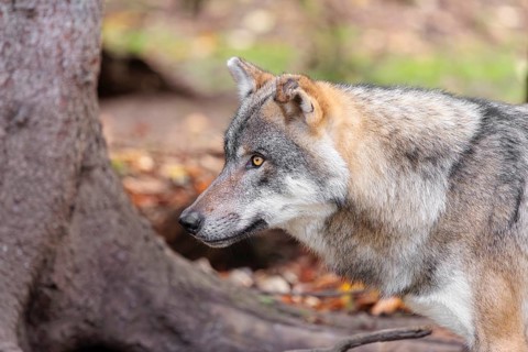 Portrait of a male grey wolf (Canis lupus lupus)