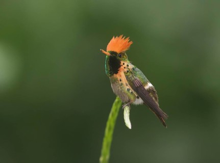 Tufted Coquette - Asa Wright Nature Center, Trinidad