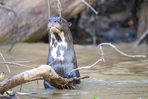 Giant otter (Pteronura brasiliensis) Pantanal Brazil