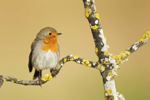 European Robin (Erithacus rubecula) perched on a branch, Mallorca, Spain