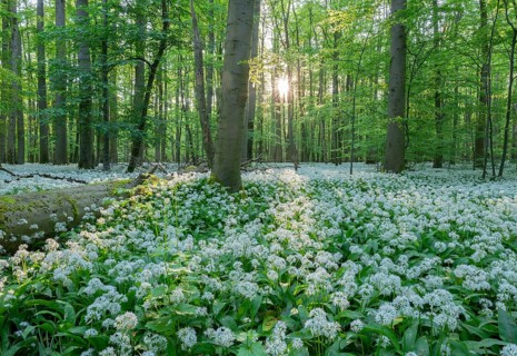 Near-natural deciduous forest with flowering wild garlic (Allium ursinum), sun star, Hainich