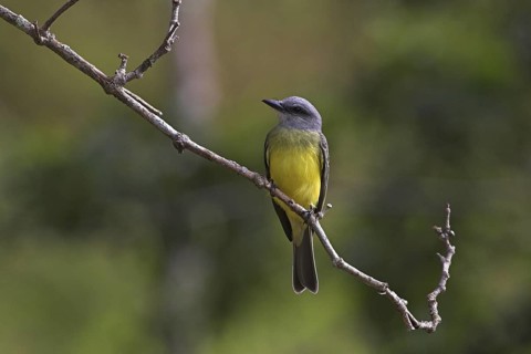 Tropical Kingbird (Tyrannus melancholicus), Costa Rica