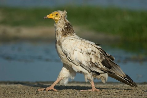 Egyptian Vulture (Neophron percnopterus), Oman