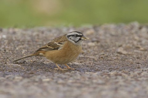 Rock Bunting (Emberiza cia) male, Morocco