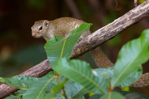 Grey-footed squirrel, gambian sun squirrel (Heliosciurus gambianus) Gambian sun squirrel, Balaba