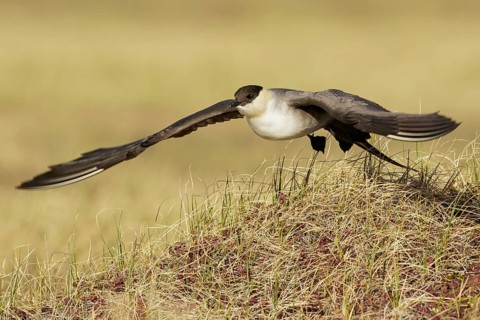 Long-tailed Jaeger (Stercorarius longicaudus) perched on the tundra in Nome, Alaska