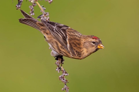 Alpine siskin (Acanthis flammea), Heligoland, Schleswig-Holstein, Federal Republic of Germany