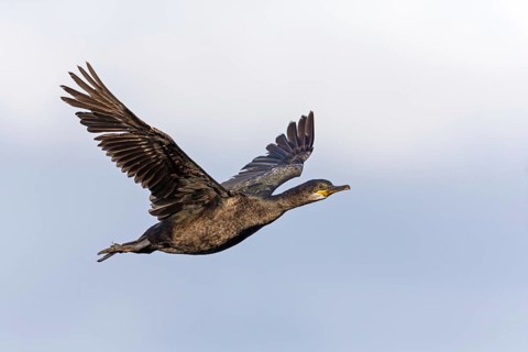 Cormorant, (Phalacrocorax carbo), animals, birds, family of cormorants, aerial photograph,