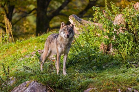 A Eurasian gray wolf (Canis lupus lupus) sits on top of a hill, next to a rotting tree lying on the