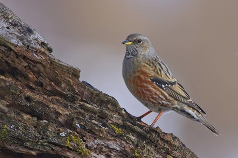 Alpine Accentor (Prunella collaris), Carinthia, Austria