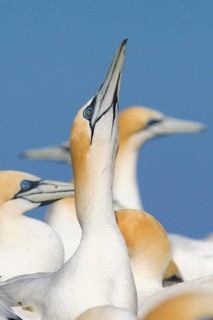 Australasian Gannet (Morus serrator), Victoria, Australia