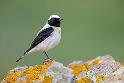 Balkan Wheatear, Mediterranean Wheatear subspecies melanoleuca, (Oenanthe hispanica melanoleuca),