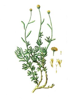 Santolina cyparissus, silvery saint's herb, digital reproduction of a historical original, between