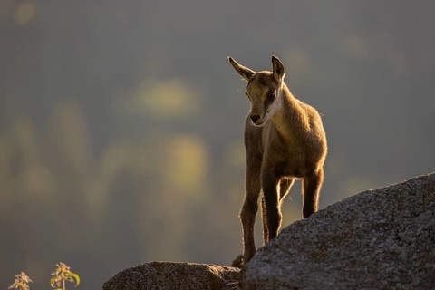 One young Chamois (Rupicapra rupicapra) standing on a rim, backlit scene with a dark background