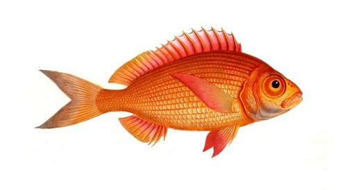 Fish, Fish, Sea bream family, Sparus macrophtalmus, Historical, digitally restored reproduction