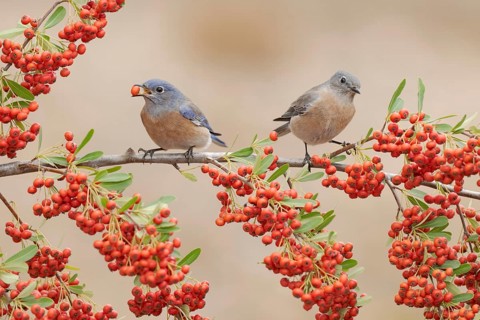 Western Bluebird (Sialia mexicana), California, USA