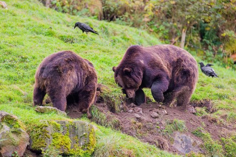 Two eurasian brown bears (Ursus arctos arctos) digging for something on a meadow in hilly terrain.