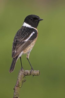 European Stonechat (Saxicola rubicola) male, Rhineland-Palatinate, Germany