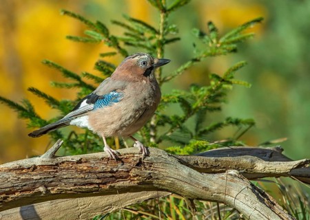 Eurasian jay (Garrulus glandarius), sitting on a branch, Terfens, Tyrol, Austria