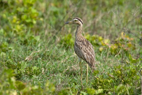 Double-striped Thick-knee Burhinus bistriatus Palo Verde National Park, Costa Rica 17 October Adult