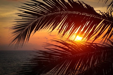 Beach vacation romantic holidays background, ocean sunset visible through palm leaves. Varkala,