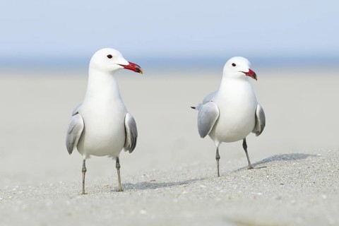 Audouin's Gull (Ichthyaetus audouinii), Mallorca, Spain
