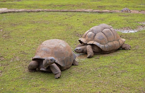 Aldabra giant tortoises (Aldabrachelys gigantea) on a grassy area, Botanical Garden or Sir