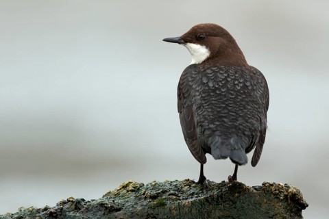 Zwartbuikwaterspreeuw, Black-bellied Dipper, Cinclus cinclus cinclus
