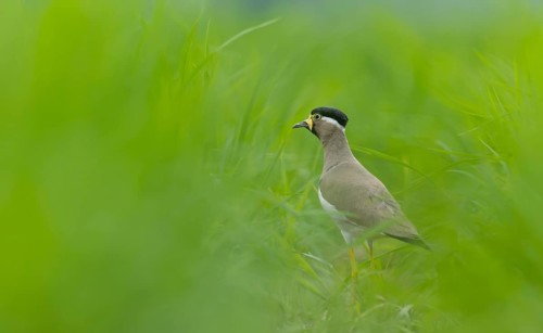 Yellow-wattled Lapwing (Vanellus malabaricus) standing in a lush green field, Sreepur, Gazipur,