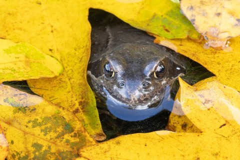 Common frog (Rana temporaria) adult amphibian in a garden pond with fallen autumn leaves on the