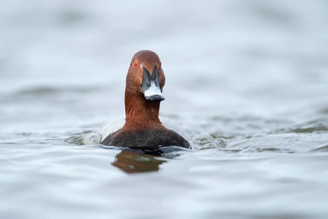 Common pochard duck (Aythya ferina) adult male bird on a lake, England, United Kingdom