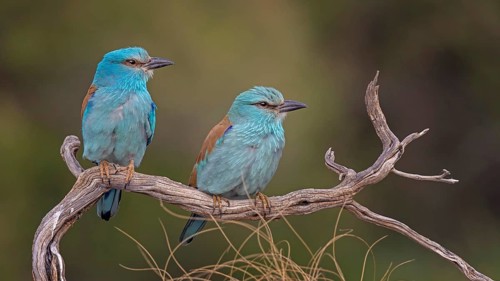 Eurasian Roller (Coracias garrulus) Almond Crow, male, female, pair, courtship, calling,