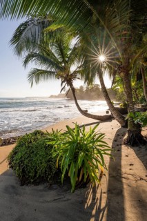 Sea and Caribbean sandy beach with palm trees at sunrise, sun star, Caribbean coast, Playa Negra,