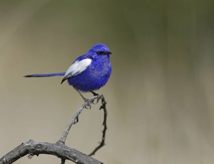 White-winged Fairywren (Malurus leucopterus) male, New South Wales, Australia